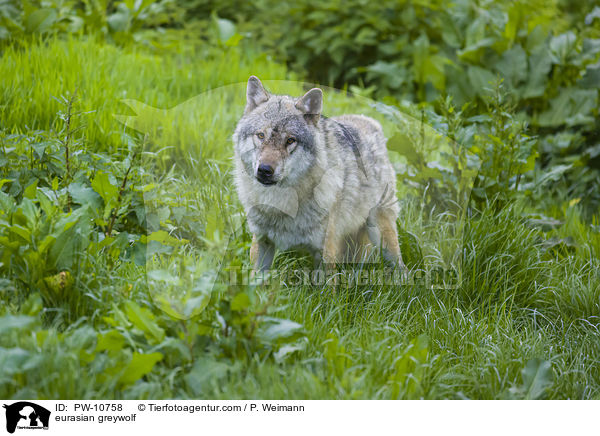 Eurasischer Grauwolf / eurasian greywolf / PW-10758