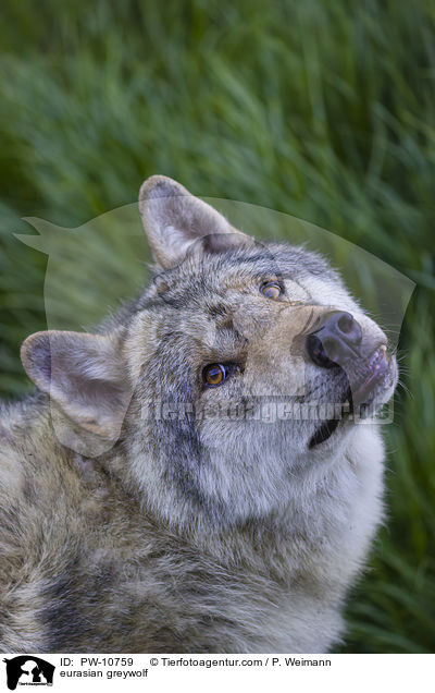 Eurasischer Grauwolf / eurasian greywolf / PW-10759
