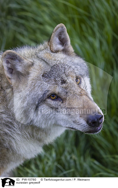 Eurasischer Grauwolf / eurasian greywolf / PW-10760