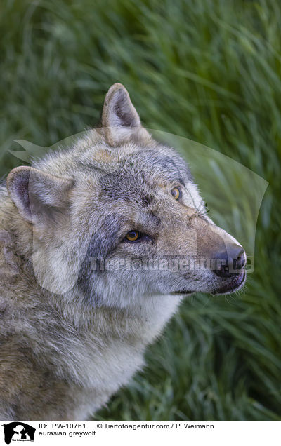 Eurasischer Grauwolf / eurasian greywolf / PW-10761