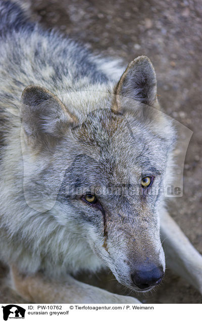 Eurasischer Grauwolf / eurasian greywolf / PW-10762