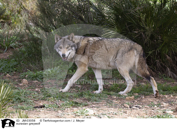 Eurasischer Grauwolf / eurasian greywolf / JM-03058