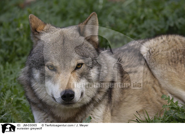 Eurasischer Grauwolf / eurasian greywolf / JM-03065