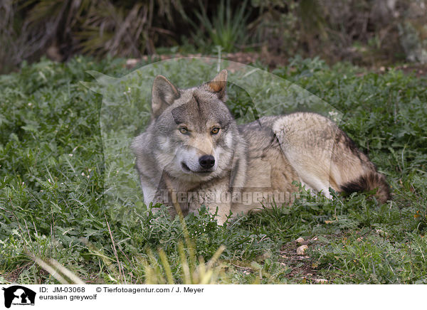 Eurasischer Grauwolf / eurasian greywolf / JM-03068