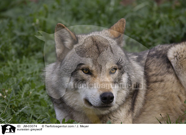 Eurasischer Grauwolf / eurasian greywolf / JM-03074