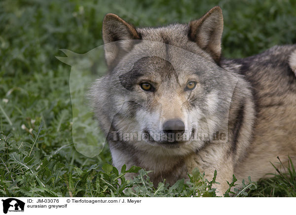 Eurasischer Grauwolf / eurasian greywolf / JM-03076