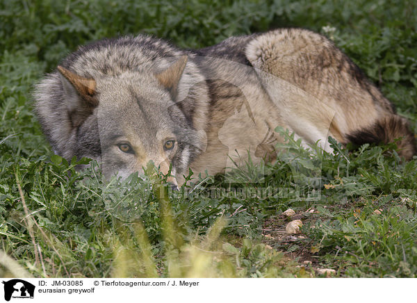 Eurasischer Grauwolf / eurasian greywolf / JM-03085