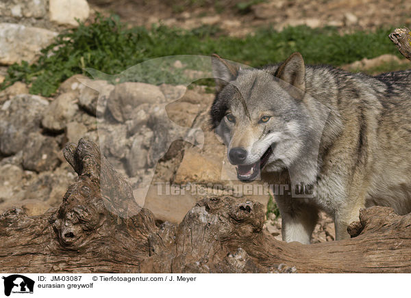 Eurasischer Grauwolf / eurasian greywolf / JM-03087