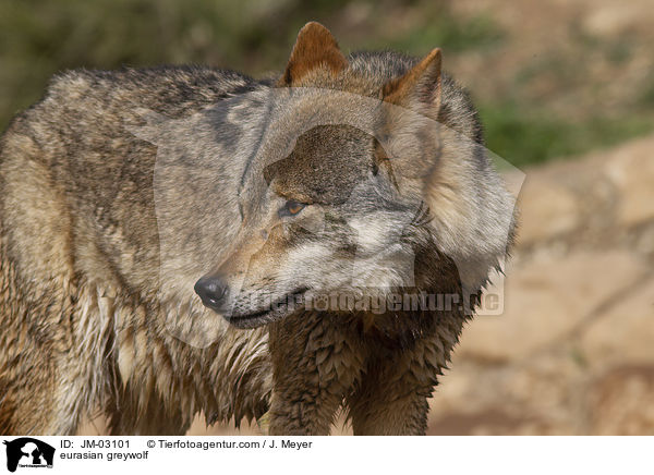 Eurasischer Grauwolf / eurasian greywolf / JM-03101