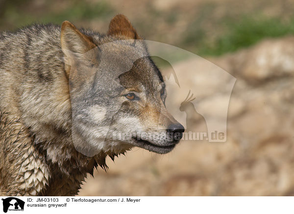 Eurasischer Grauwolf / eurasian greywolf / JM-03103