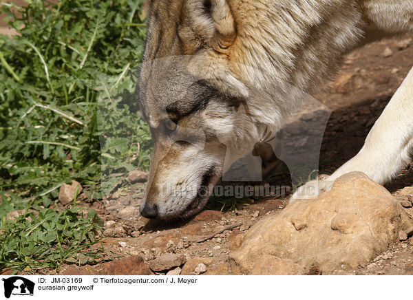 Eurasischer Grauwolf / eurasian greywolf / JM-03169