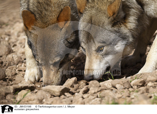 Eurasische Grauwlfe / eurasian greywolves / JM-03186
