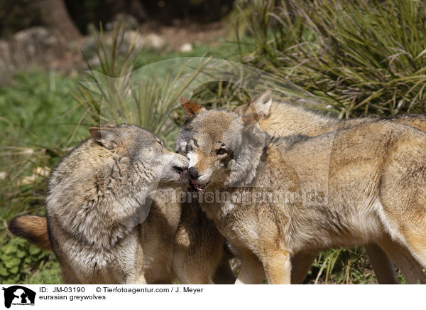 Eurasische Grauwlfe / eurasian greywolves / JM-03190