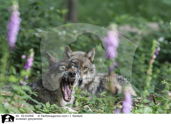 Eurasische Grauwlfe / eurasian greywolves / IG-03068