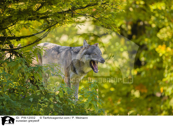 Eurasischer Grauwolf / eurasian greywolf / PW-12002