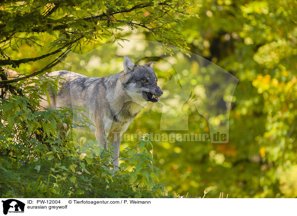 Eurasischer Grauwolf / eurasian greywolf / PW-12004