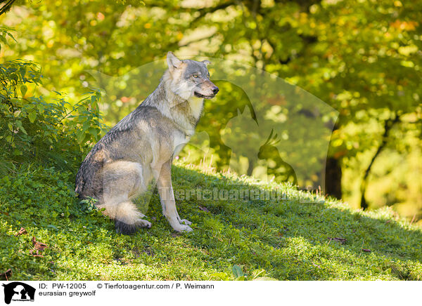 Eurasischer Grauwolf / eurasian greywolf / PW-12005