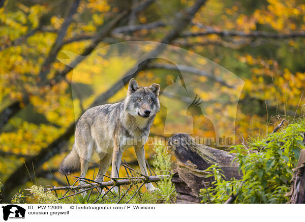 Eurasischer Grauwolf / eurasian greywolf / PW-12009