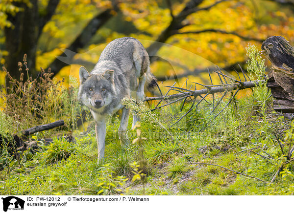 Eurasischer Grauwolf / eurasian greywolf / PW-12012