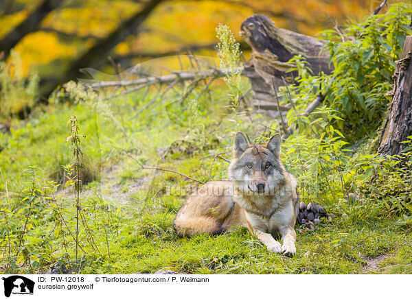 Eurasischer Grauwolf / eurasian greywolf / PW-12018