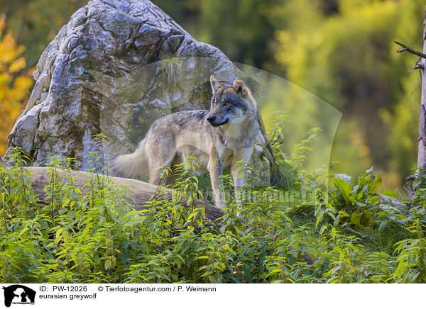 Eurasischer Grauwolf / eurasian greywolf / PW-12026