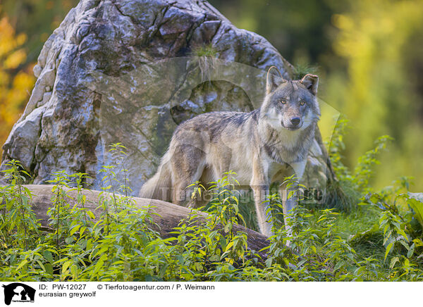 Eurasischer Grauwolf / eurasian greywolf / PW-12027