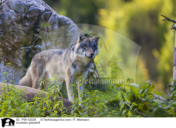 Eurasischer Grauwolf / eurasian greywolf / PW-12028