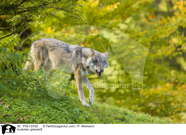 Eurasischer Grauwolf / eurasian greywolf / PW-12030