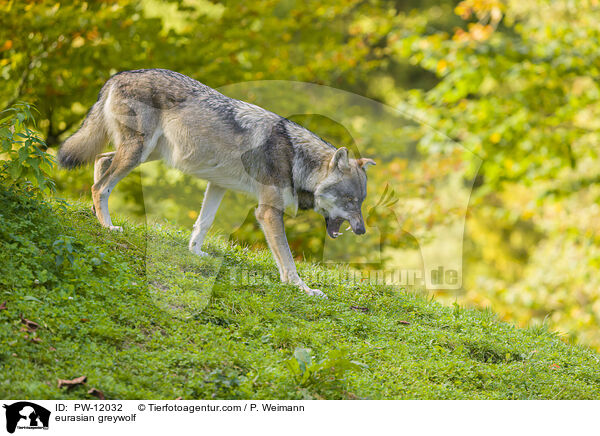 Eurasischer Grauwolf / eurasian greywolf / PW-12032