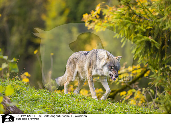 Eurasischer Grauwolf / eurasian greywolf / PW-12034