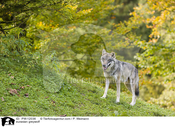 Eurasischer Grauwolf / eurasian greywolf / PW-12036