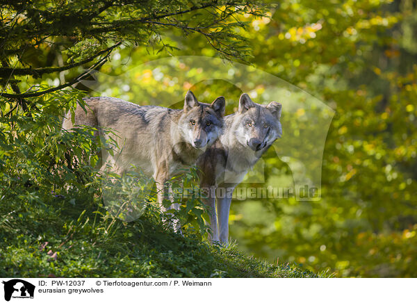 eurasian greywolves / PW-12037