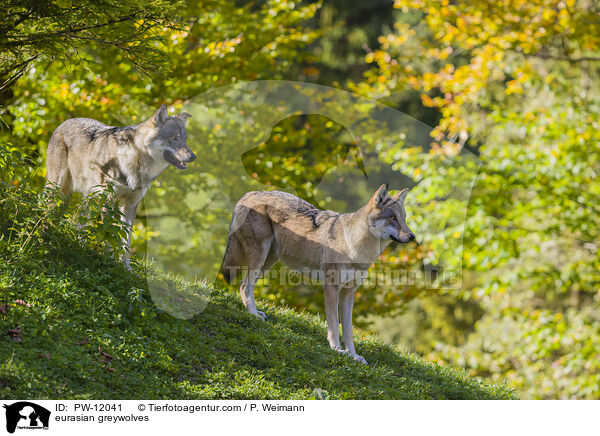 Eurasische Grauwlfe / eurasian greywolves / PW-12041