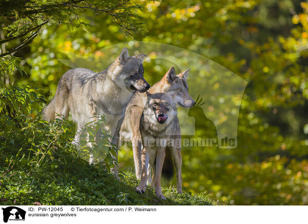 Eurasische Grauwlfe / eurasian greywolves / PW-12045
