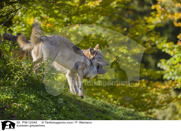 Eurasische Grauwlfe / eurasian greywolves / PW-12049