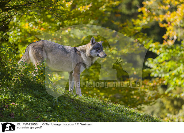 Eurasischer Grauwolf / eurasian greywolf / PW-12050