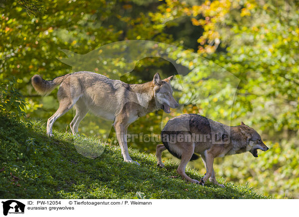 Eurasische Grauwlfe / eurasian greywolves / PW-12054