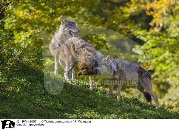 Eurasische Grauwlfe / eurasian greywolves / PW-12057