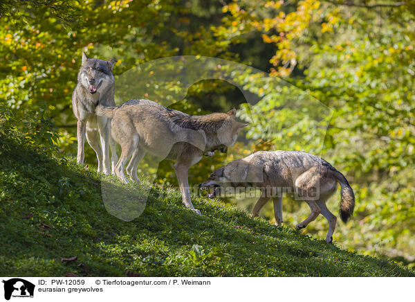 Eurasische Grauwlfe / eurasian greywolves / PW-12059