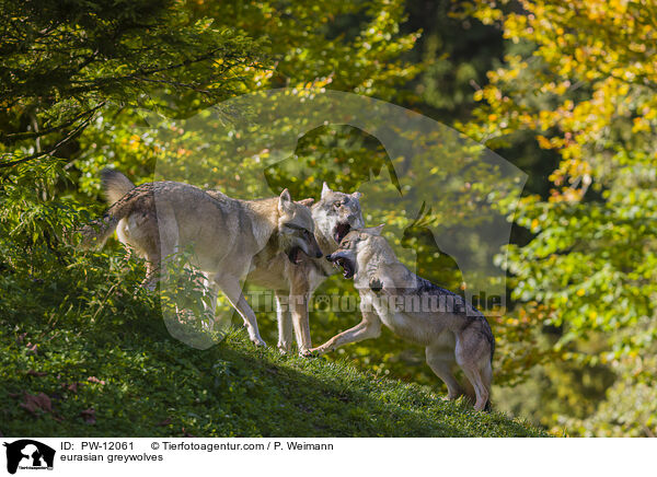 Eurasische Grauwlfe / eurasian greywolves / PW-12061