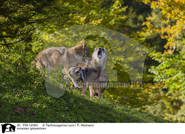 Eurasische Grauwlfe / eurasian greywolves / PW-12064