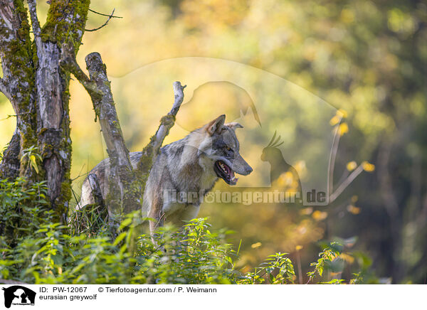 Eurasischer Grauwolf / eurasian greywolf / PW-12067