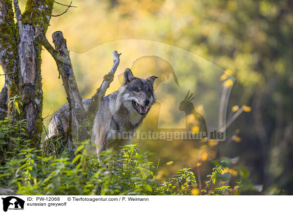 Eurasischer Grauwolf / eurasian greywolf / PW-12068