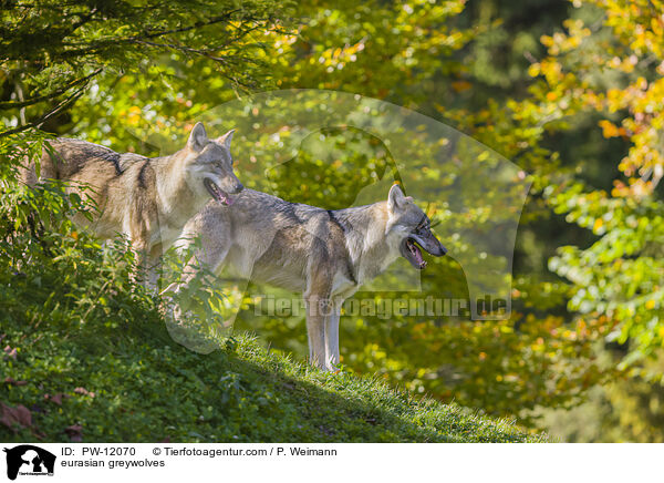 Eurasische Grauwlfe / eurasian greywolves / PW-12070