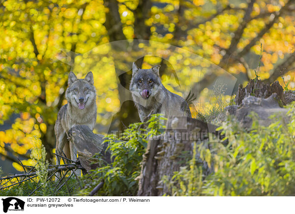 Eurasische Grauwlfe / eurasian greywolves / PW-12072