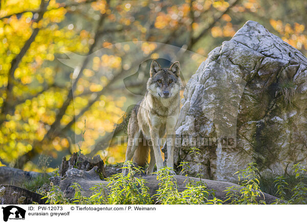 Eurasischer Grauwolf / eurasian greywolf / PW-12073