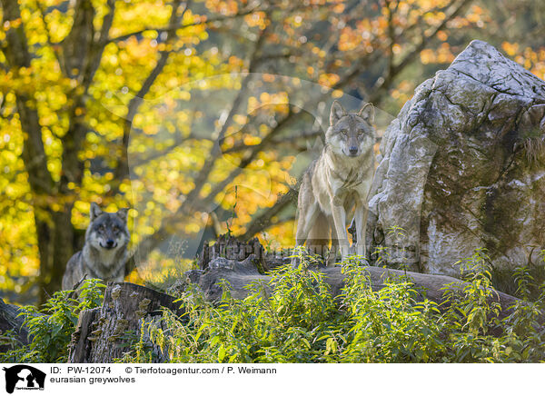 Eurasische Grauwlfe / eurasian greywolves / PW-12074