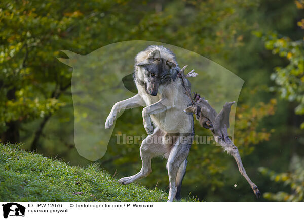 Eurasischer Grauwolf / eurasian greywolf / PW-12076