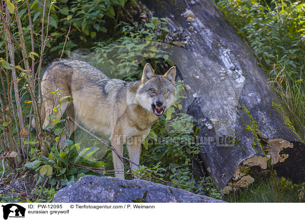 Eurasischer Grauwolf / eurasian greywolf / PW-12095