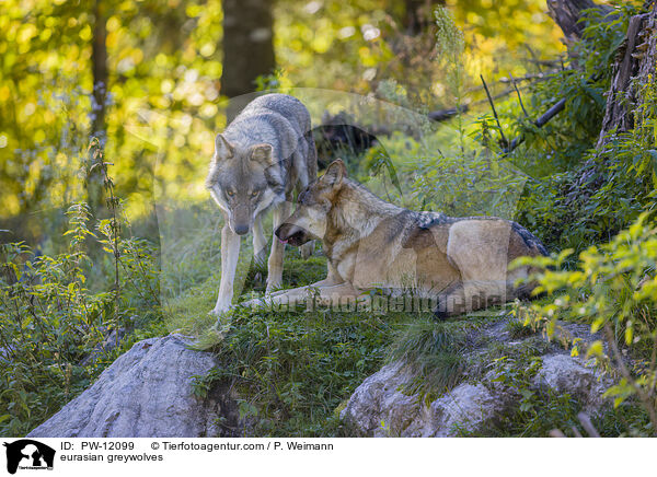 Eurasische Grauwlfe / eurasian greywolves / PW-12099